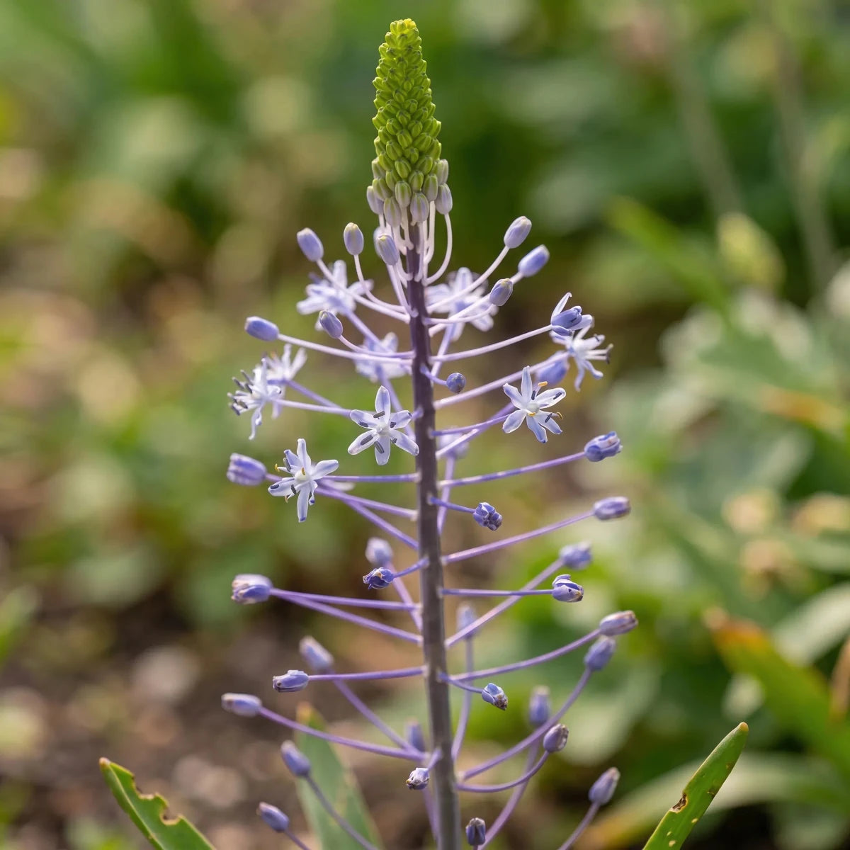 Scilla 'Blue Arrow' - Harding & Bloom