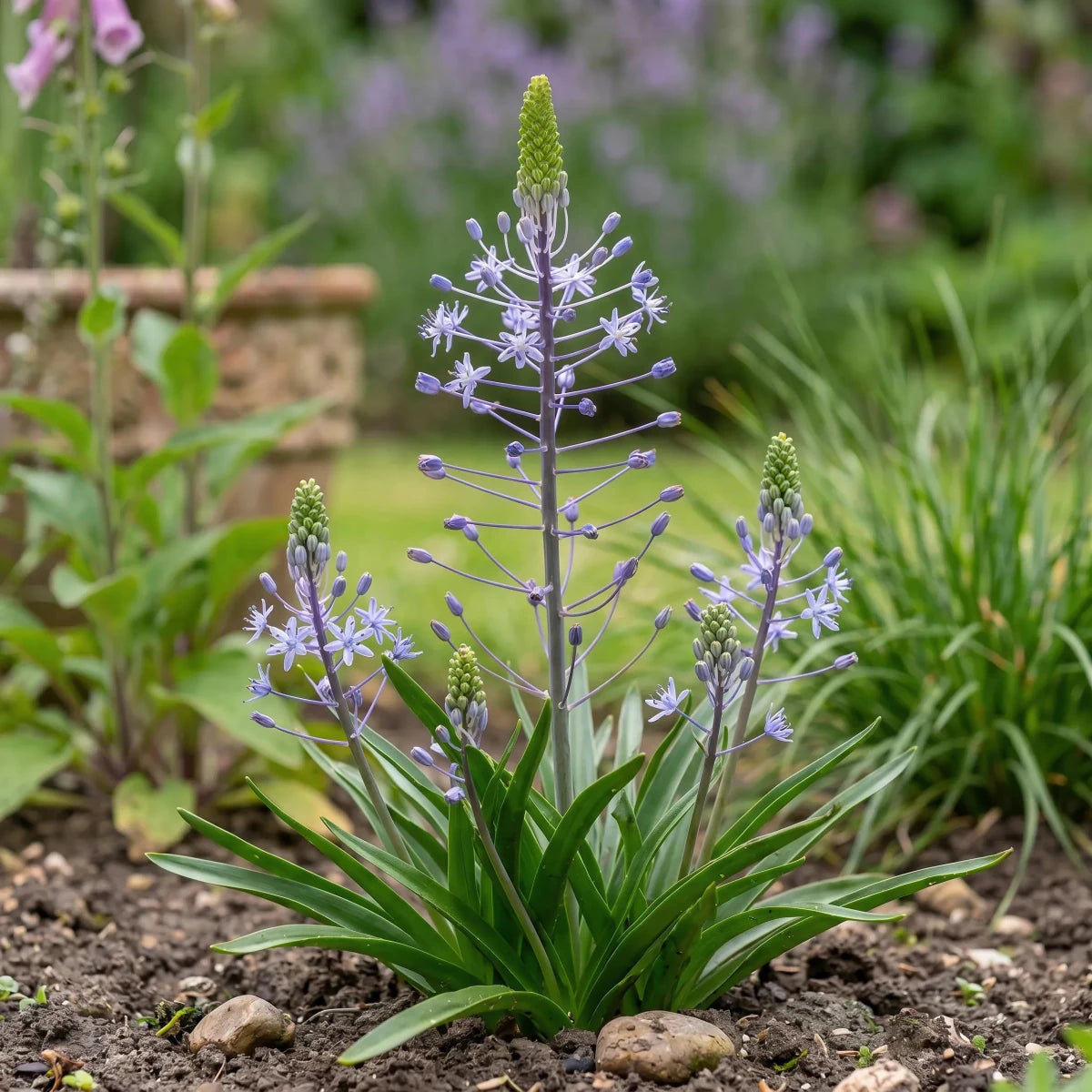 Scilla 'Blue Arrow' - Harding & Bloom