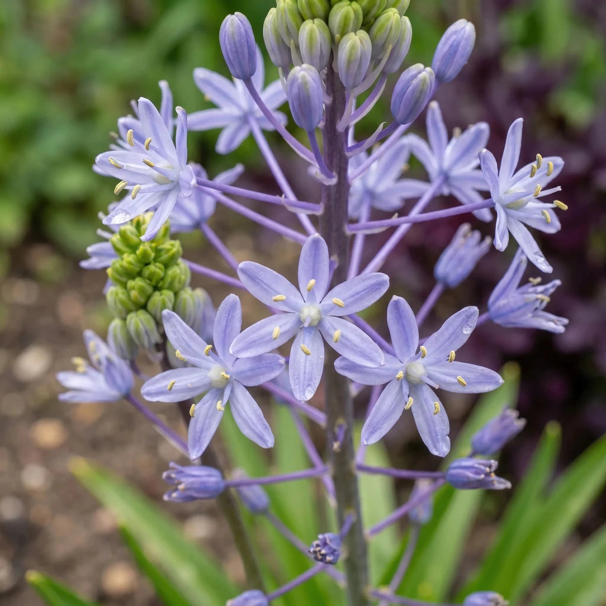 Scilla 'Blue Arrow' - Harding & Bloom