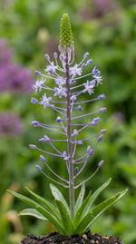 Scilla 'Blue Arrow' - Harding & Bloom