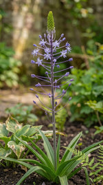 Scilla 'Blue Arrow' - Harding & Bloom