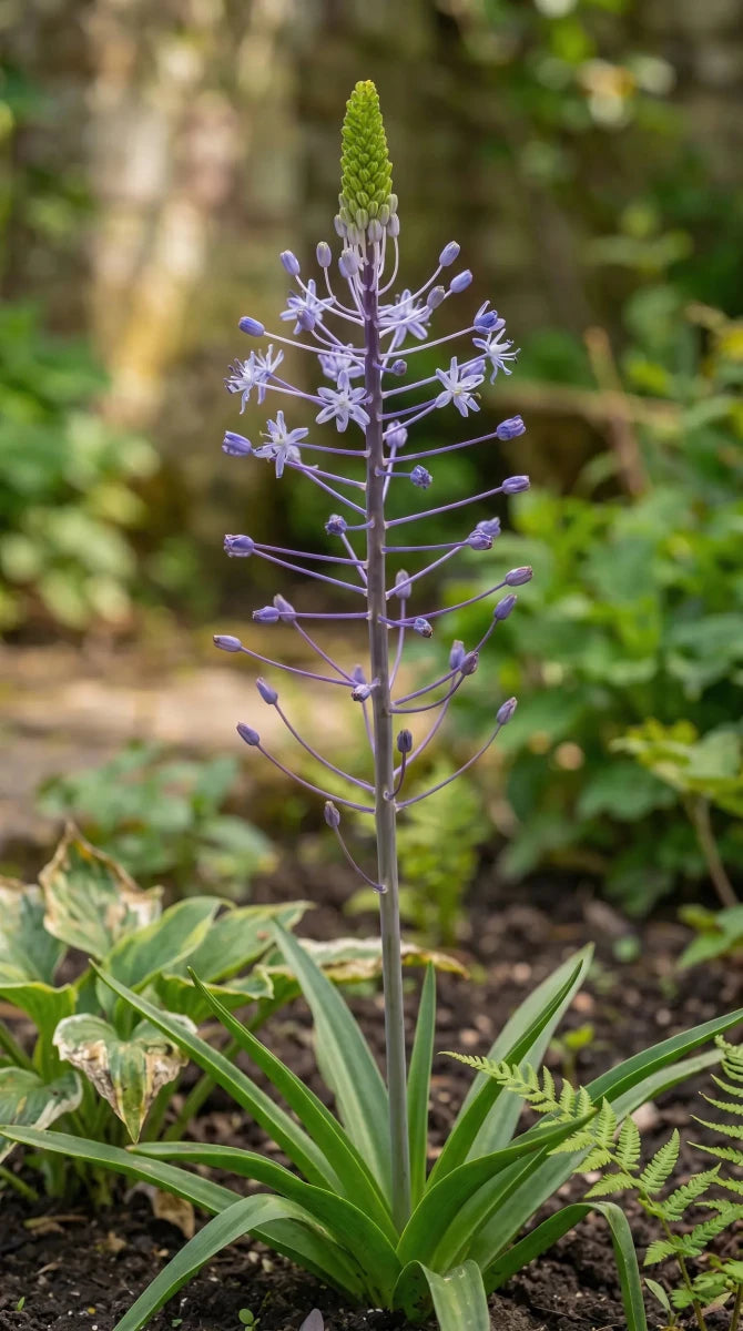 Scilla 'Blue Arrow' - Harding & Bloom