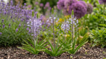 Scilla 'Blue Arrow' - Harding & Bloom