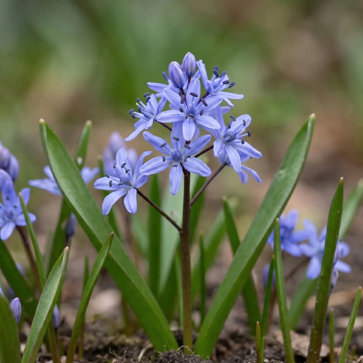 Scilla 'Bifolia Blue' - Harding & Bloom