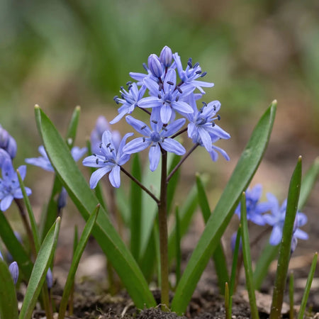 Scilla 'Bifolia Blue' - Harding & Bloom