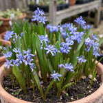 Scilla 'Bifolia Blue' - Harding & Bloom