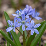 Scilla 'Bifolia Blue' - Harding & Bloom