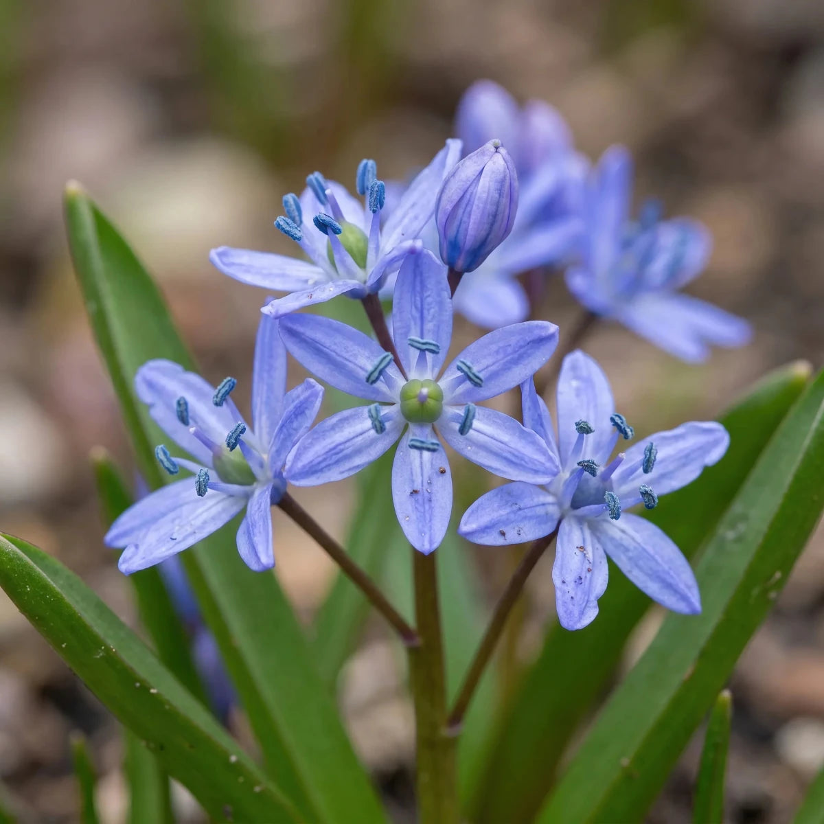Scilla 'Bifolia Blue' - Harding & Bloom