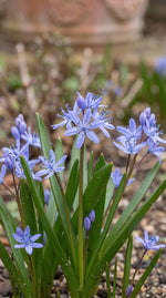 Scilla 'Bifolia Blue' - Harding & Bloom