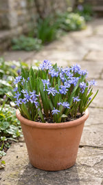 Scilla 'Bifolia Blue' - Harding & Bloom