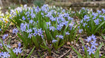 Scilla 'Bifolia Blue' - Harding & Bloom