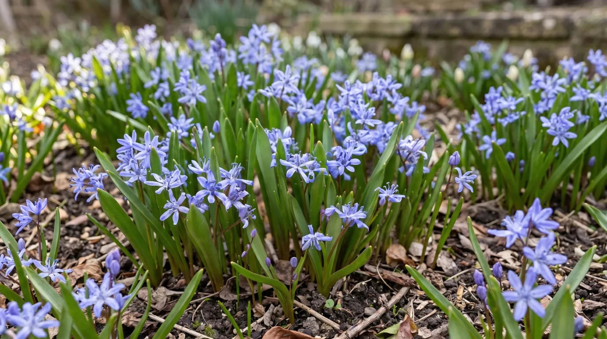 Scilla 'Bifolia Blue' - Harding & Bloom