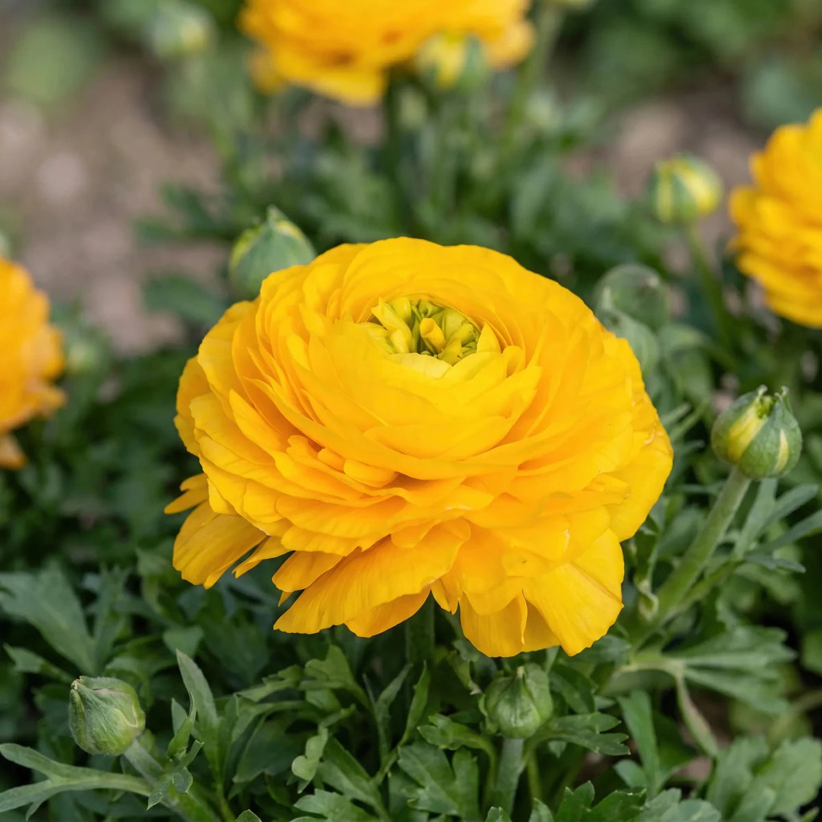Ranunculus 'Yellow' - Harding & Bloom