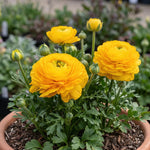 Ranunculus 'Yellow' - Harding & Bloom