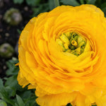 Ranunculus 'Yellow' - Harding & Bloom