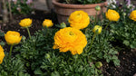Ranunculus 'Yellow' - Harding & Bloom