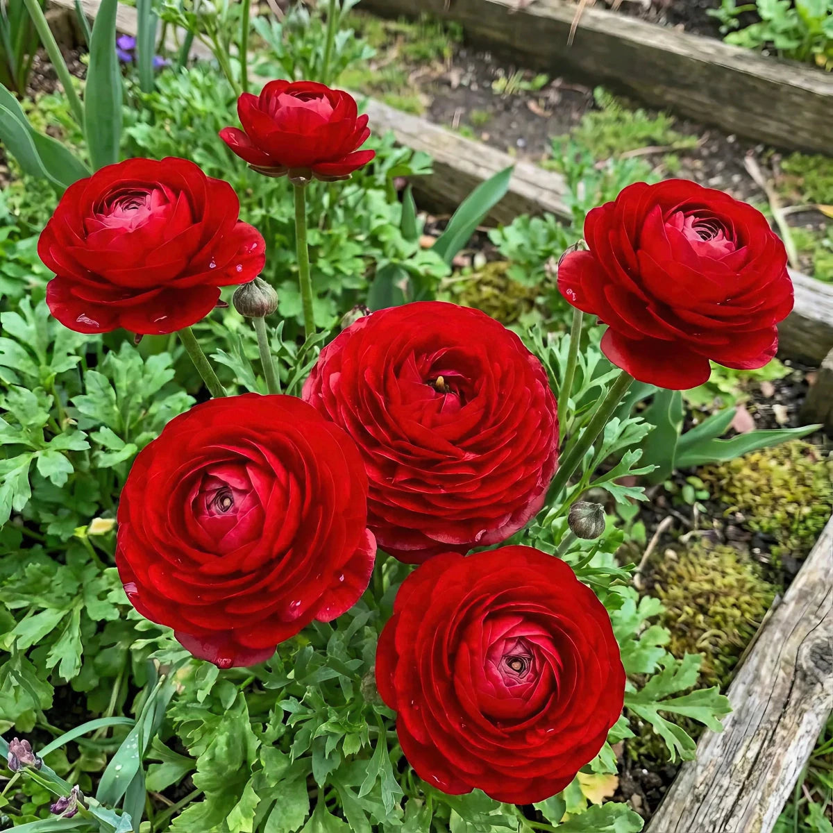 Ranunculus 'Red' - Harding & Bloom