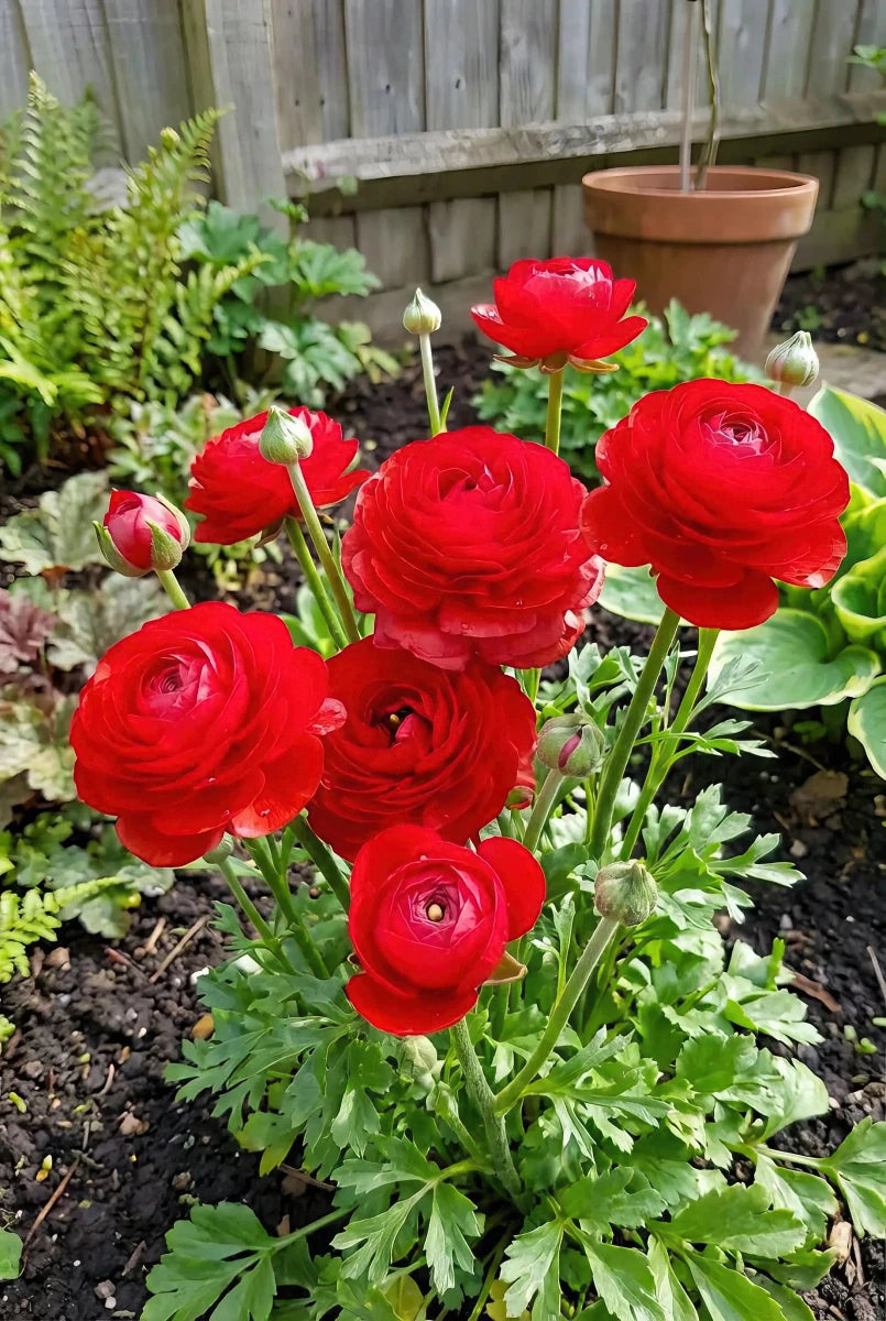 Ranunculus 'Red' - Harding & Bloom