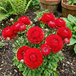 Ranunculus 'Red' - Harding & Bloom