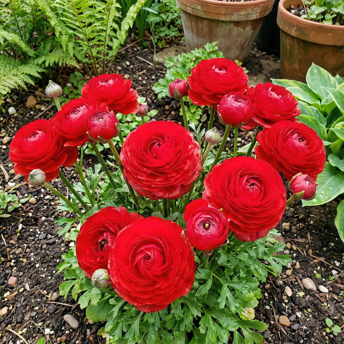 Ranunculus 'Red' - Harding & Bloom