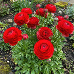 Ranunculus 'Red' - Harding & Bloom