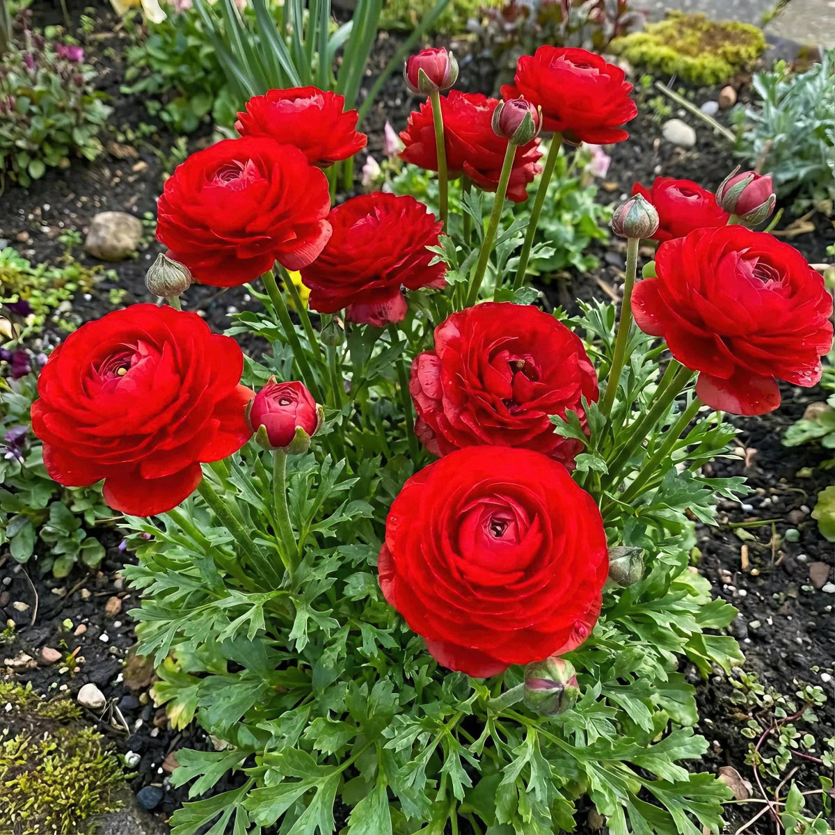 Ranunculus 'Red' - Harding & Bloom