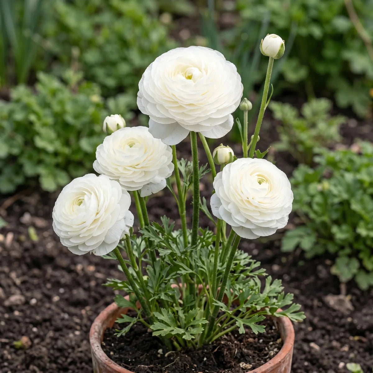 Ranunculus 'White' - Harding & Bloom