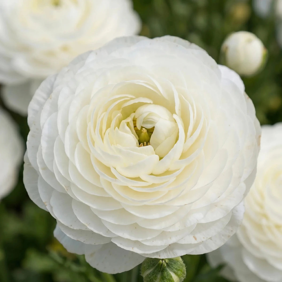 Ranunculus 'White' - Harding & Bloom