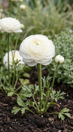 Ranunculus 'White' - Harding & Bloom