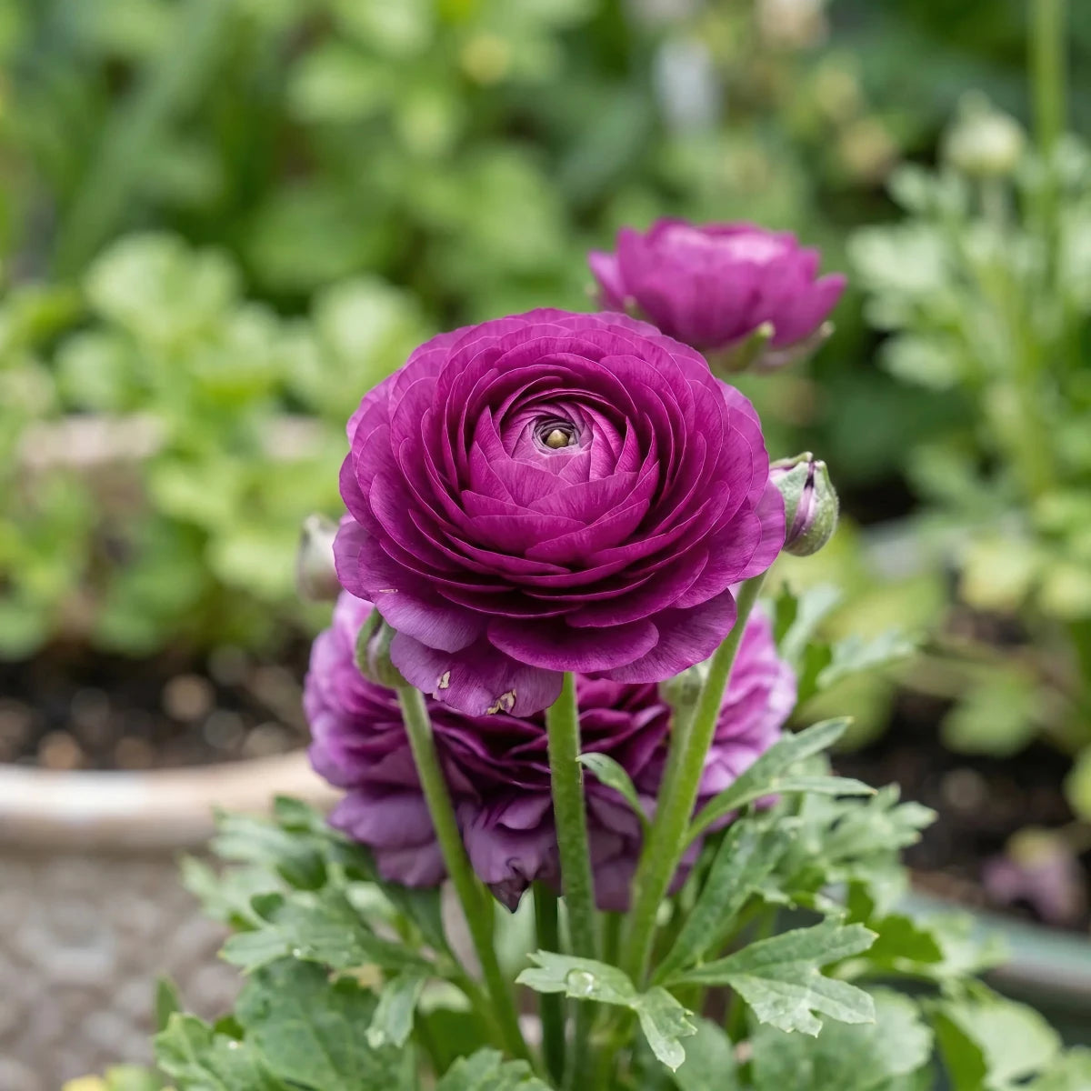 Ranunculus 'Purple' - Harding & Bloom
