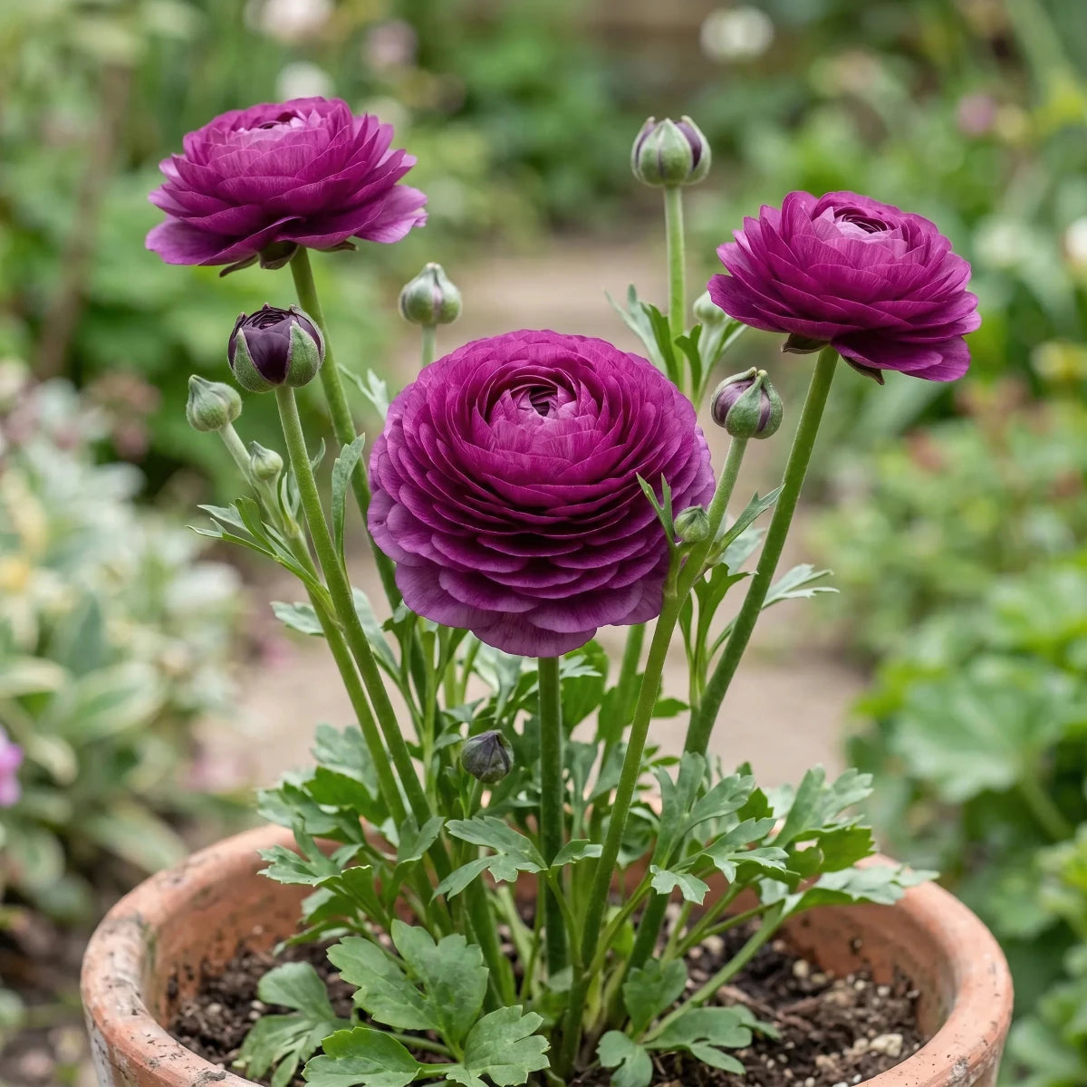 Ranunculus 'Purple' - Harding & Bloom