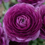 Ranunculus 'Purple' - Harding & Bloom