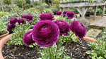 Ranunculus 'Purple' - Harding & Bloom