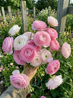 Ranunculus 'Pink' - Harding & Bloom