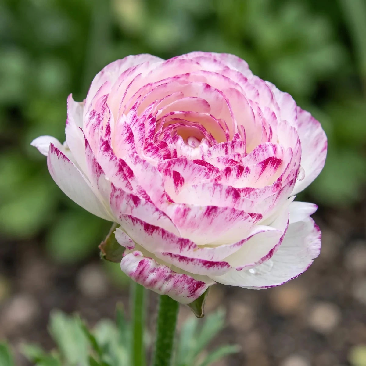 Ranunculus 'Aviv Picotee Pink' - Harding & Bloom