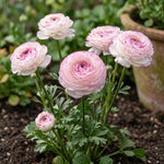 Ranunculus 'Aviv Picotee Pink' - Harding & Bloom