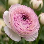 Ranunculus 'Aviv Picotee Pink' - Harding & Bloom