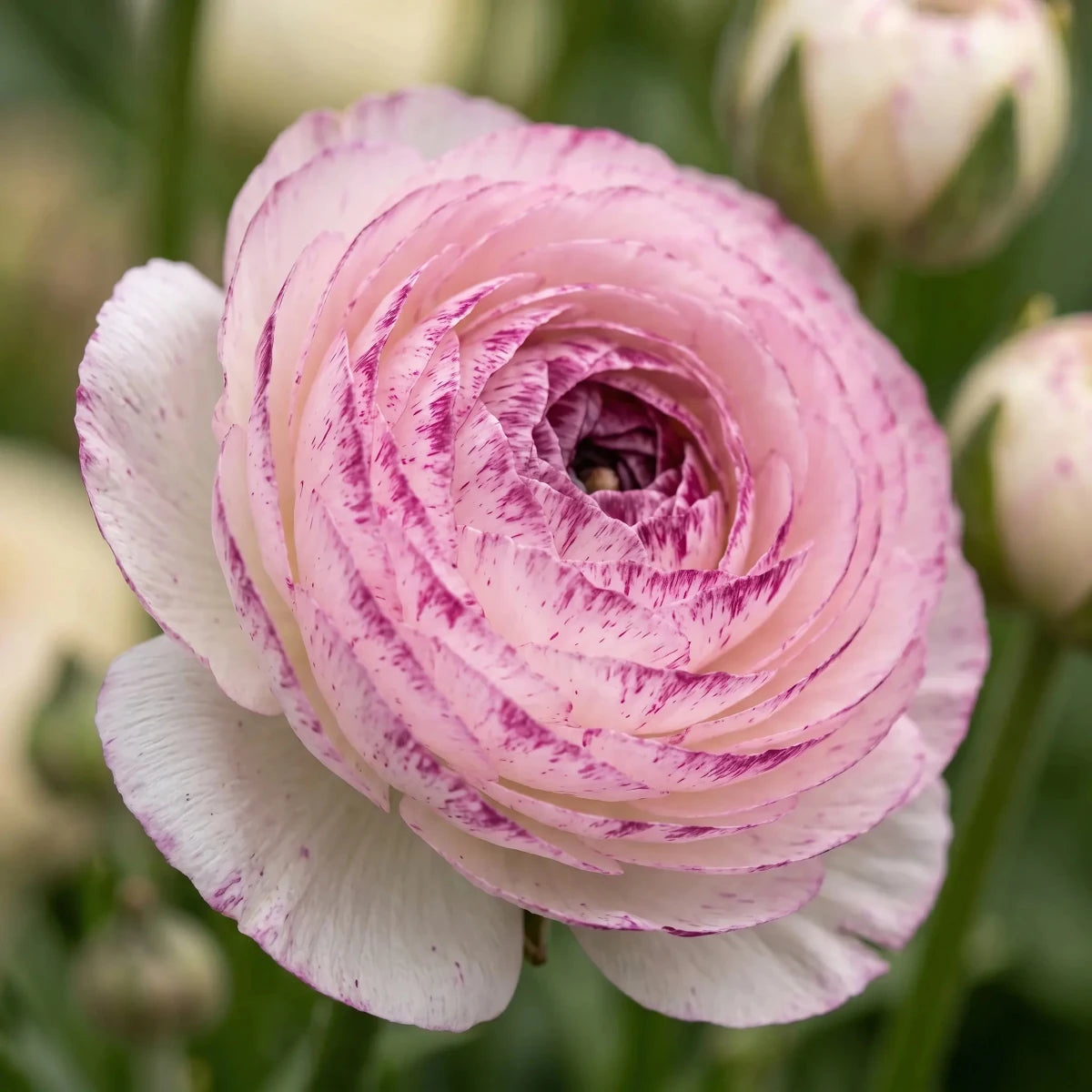 Ranunculus 'Aviv Picotee Pink' - Harding & Bloom