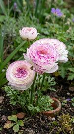 Ranunculus 'Aviv Picotee Pink' - Harding & Bloom