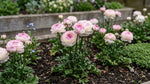 Ranunculus 'Aviv Picotee Pink' - Harding & Bloom