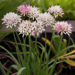 Allium 'Cameleon' - image 1