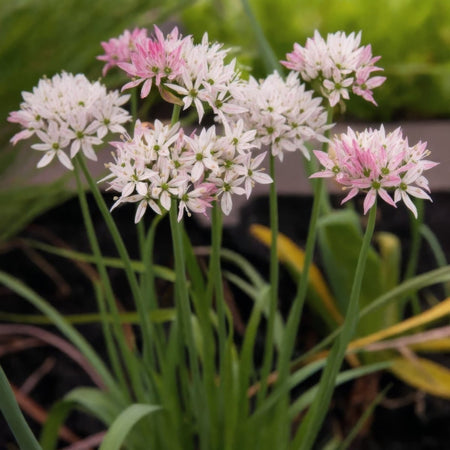 Allium 'Cameleon' - Harding & Bloom