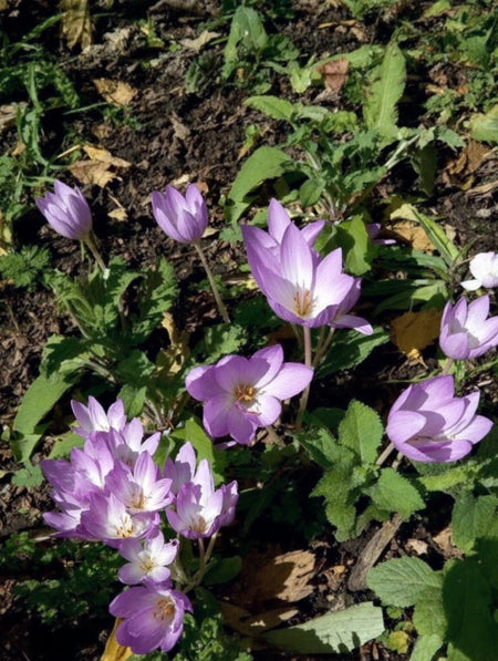 Colchicum autumnale (Autumn Crocus) - Harding & Bloom