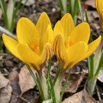 Crocus 'Fuscotinctus' - image 1