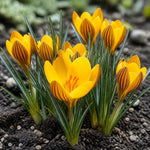 Crocus 'Gipsy Girl' (Species Crocus) - Harding & Bloom