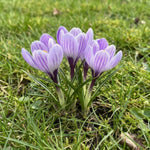 Crocus 'Striped Bird' - image 1