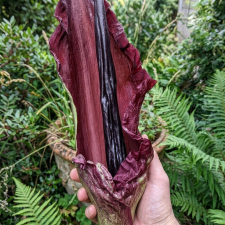 Dracunculus vulgaris (Dragon Arum) - Harding & Bloom