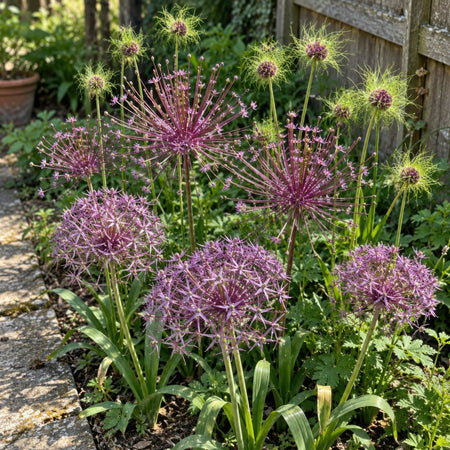 Garden Fireworks — Allium Collection - Harding & Bloom
