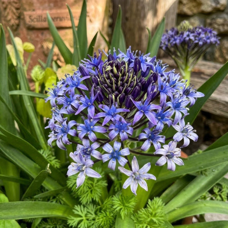 Scilla peruviana (Portuguese Squill) - Harding & Bloom