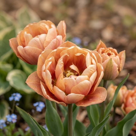 Tulip 'Copper Image' - Harding & Bloom